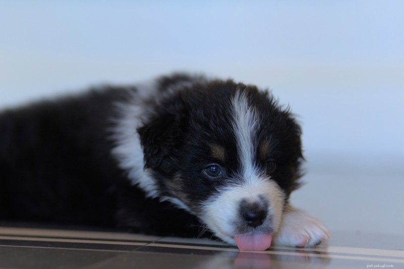 Are Your Dog Bored? 7 Key Signs & Expert Tips to Rejuvenate Their Life