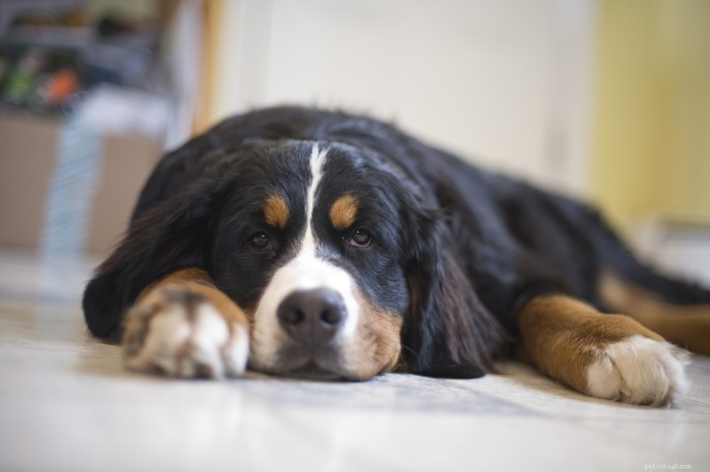 Are Your Dog Bored? 7 Key Signs & Expert Tips to Rejuvenate Their Life
