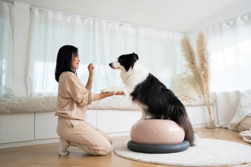 Are Your Dog Bored? 7 Key Signs & Expert Tips to Rejuvenate Their Life