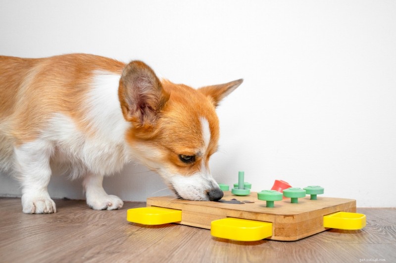 Are Your Dog Bored? 7 Key Signs & Expert Tips to Rejuvenate Their Life