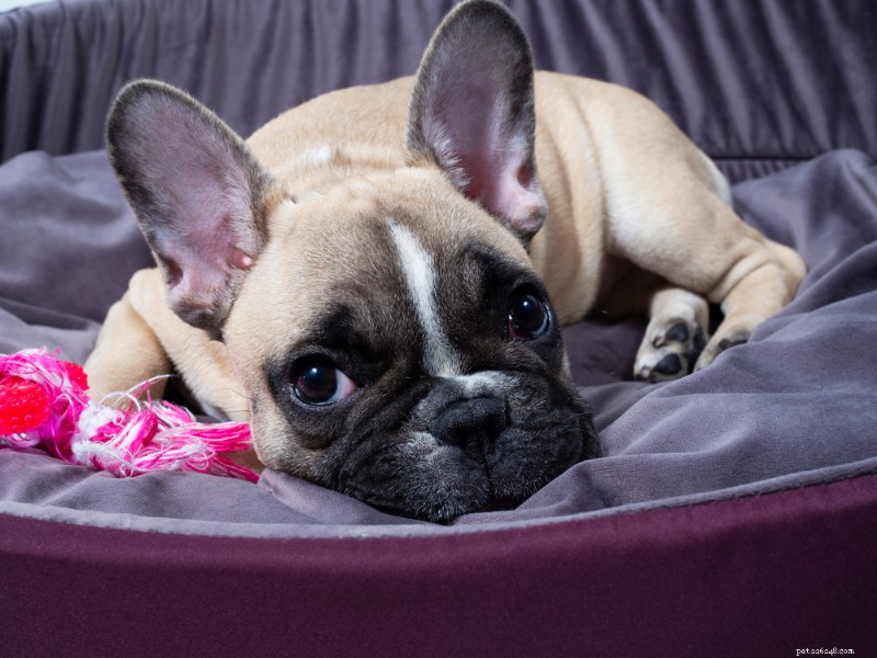 Decoding Your Dog’s Ear Positions: What They Reveal About Mood and Behavior
