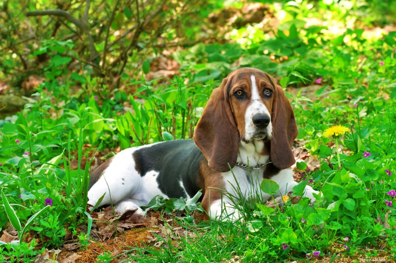 Decoding Your Dog’s Ear Positions: What They Reveal About Mood and Behavior