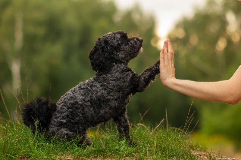 Dog Memory Explained: How Long Dogs Remember and What They Retain
