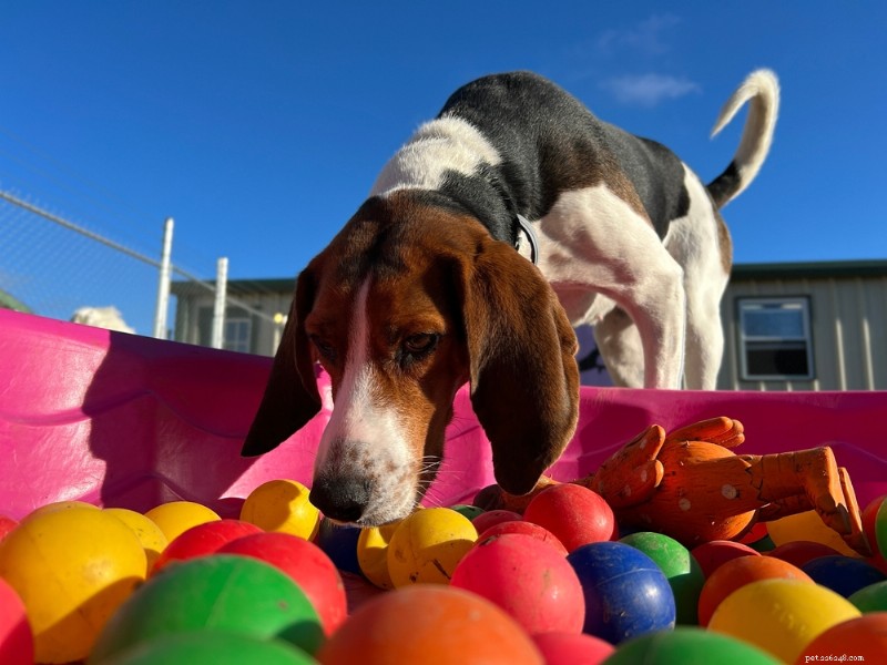 Dog Memory Explained: How Long Dogs Remember and What They Retain