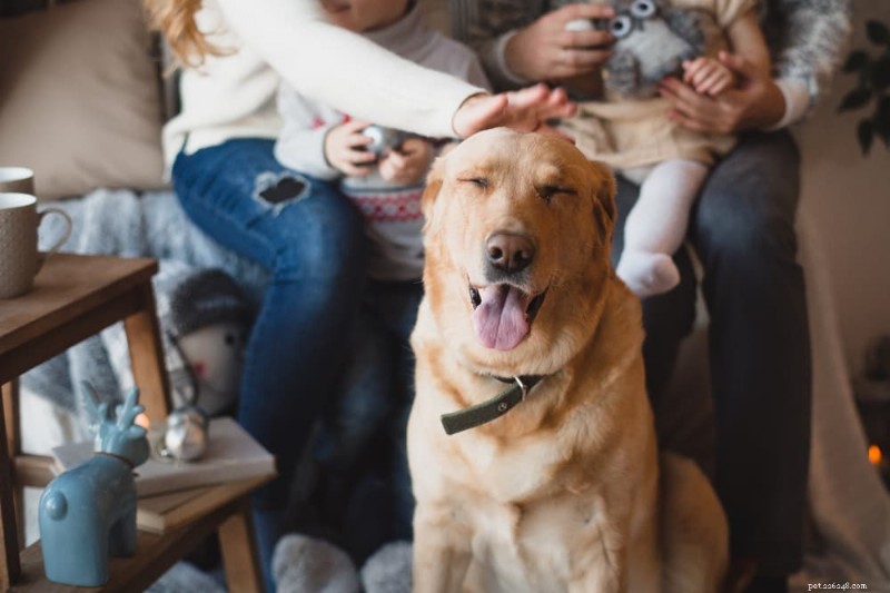 Senior Dog Peeing Indoors? 6 Proven Tips to Stop Accidents