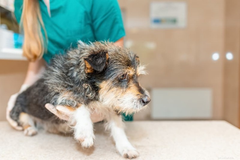 Senior Dog Peeing Indoors? 6 Proven Tips to Stop Accidents