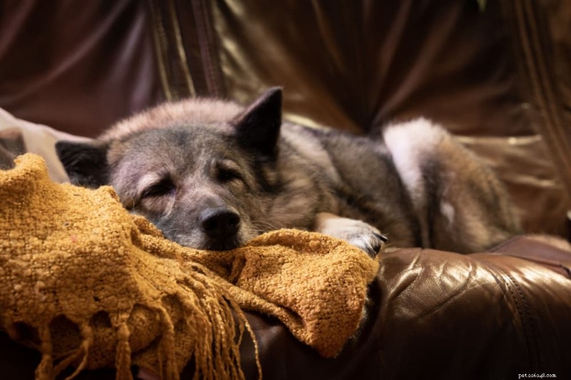 Senior Dog Peeing Indoors? 6 Proven Tips to Stop Accidents