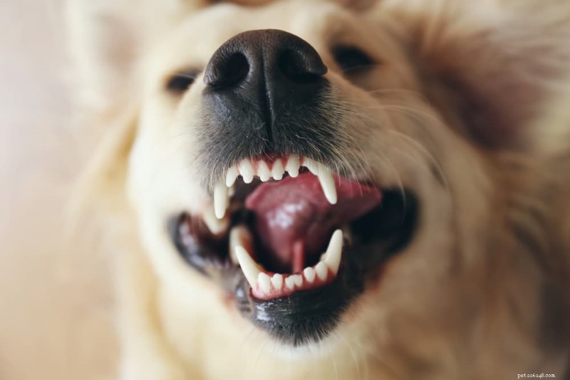 Understanding Dog Teeth Chattering: Causes, Symptoms, and How to Respond