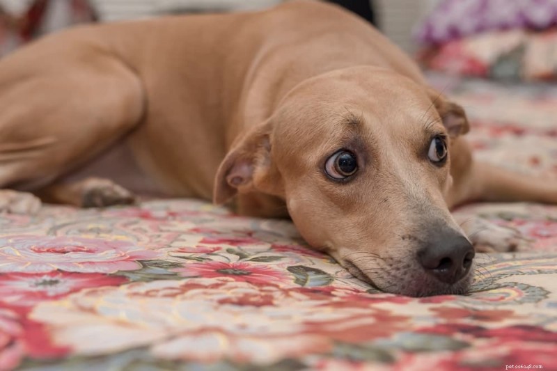 What Causes a Dog’s Worried Look—and How to Help