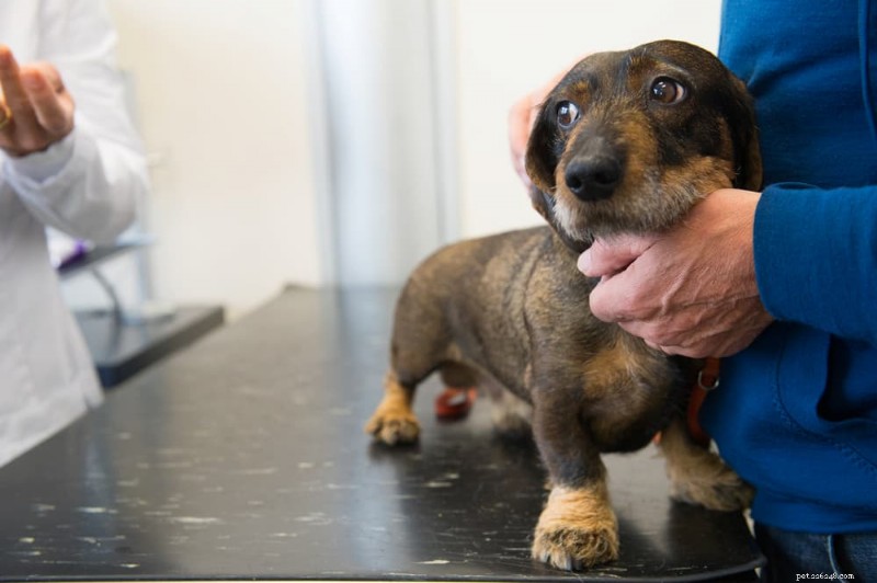 What Causes a Dog’s Worried Look—and How to Help