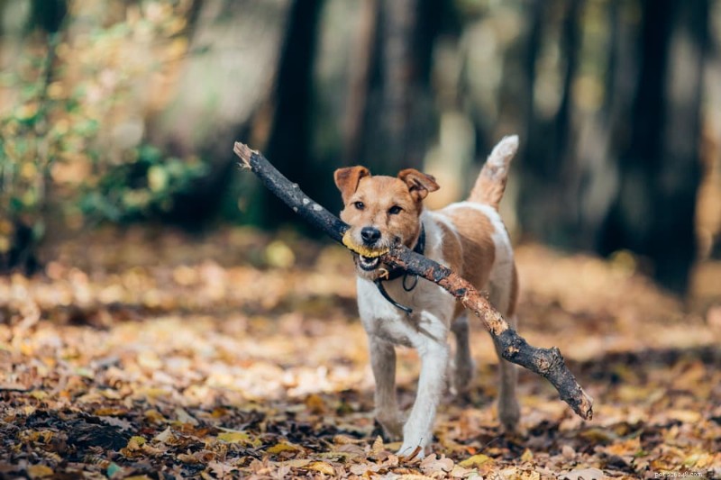 The Science Behind Why Dogs Love Sticks: Safe Play Tips
