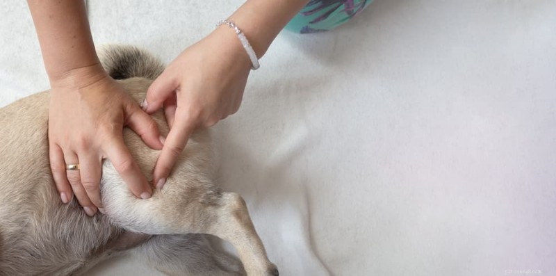 Is Your Dog Splooting a Health Concern? Understanding the  Frog Leg  Position