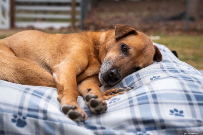 Why Does My Senior Dog Sleep All Day? Understanding Age-Related Rest Patterns