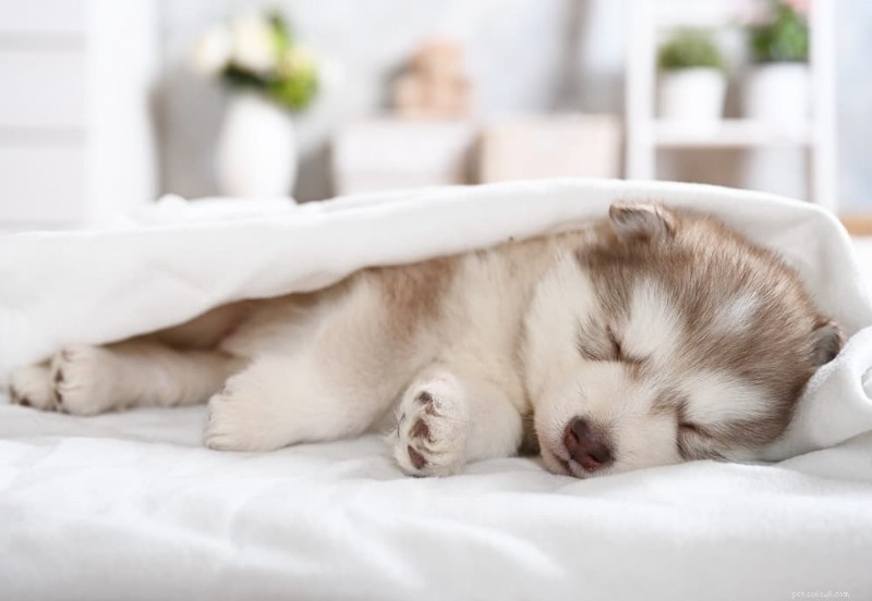 Is Your Sleeping Puppy Breathing Fast? Understand When It s Normal and When to Seek Help