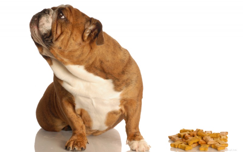 4 Proven Ways to Encourage a Picky‑Eating Dog (and Why It Happens)
