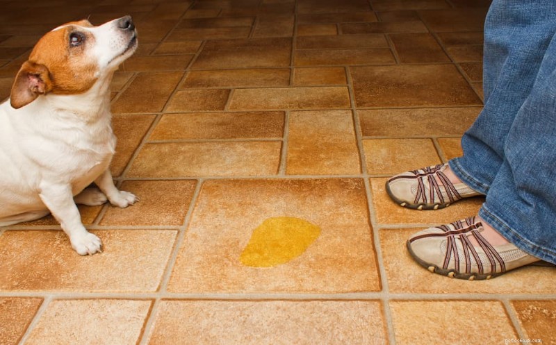 15 Clear Indicators Your Dog Is Feeling Neglected – Spot Them Today