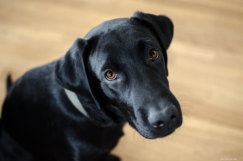 15 Clear Indicators Your Dog Is Feeling Neglected – Spot Them Today