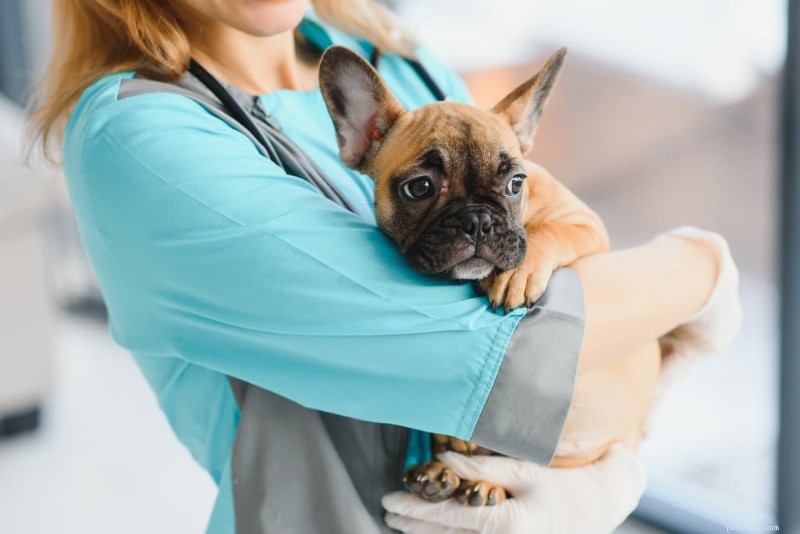 Understanding Excessive Flatulence in Dogs: Causes, Concerns, and Solutions