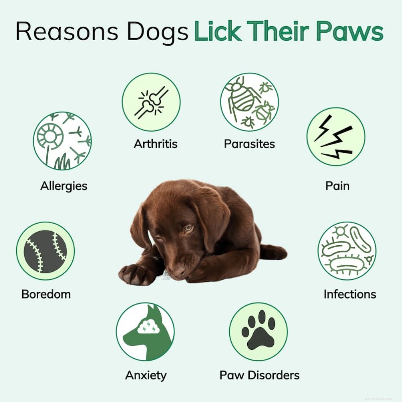 Why Do Dogs Lick Their Paws? 8 Expert Reasons & How to Help