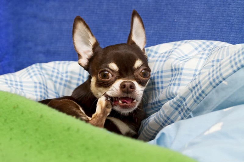 Why Do Dogs Lick Their Paws? 8 Expert Reasons & How to Help