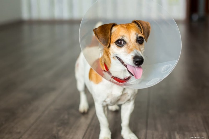 Why Do Dogs Lick Their Paws? 8 Expert Reasons & How to Help
