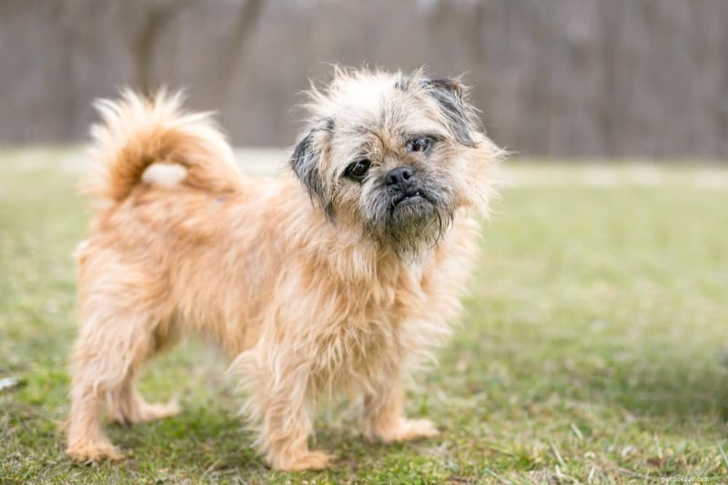 Dog Hyperventilating: Causes, Symptoms & Immediate Care Tips