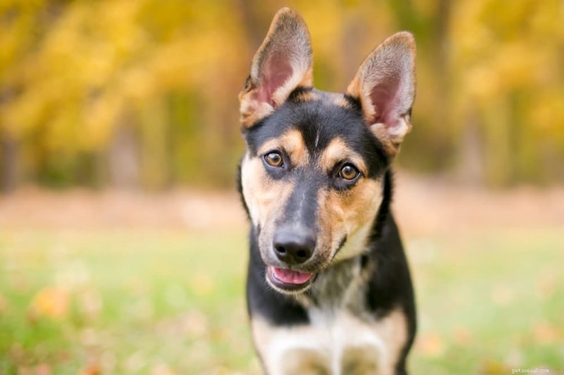 Dog Hyperventilating: Causes, Symptoms & Immediate Care Tips