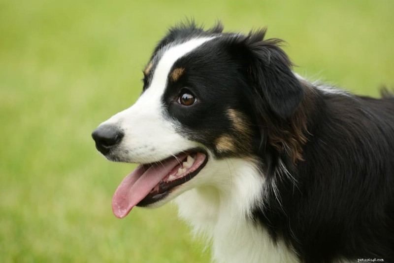 Dog Hyperventilating: Causes, Symptoms & Immediate Care Tips