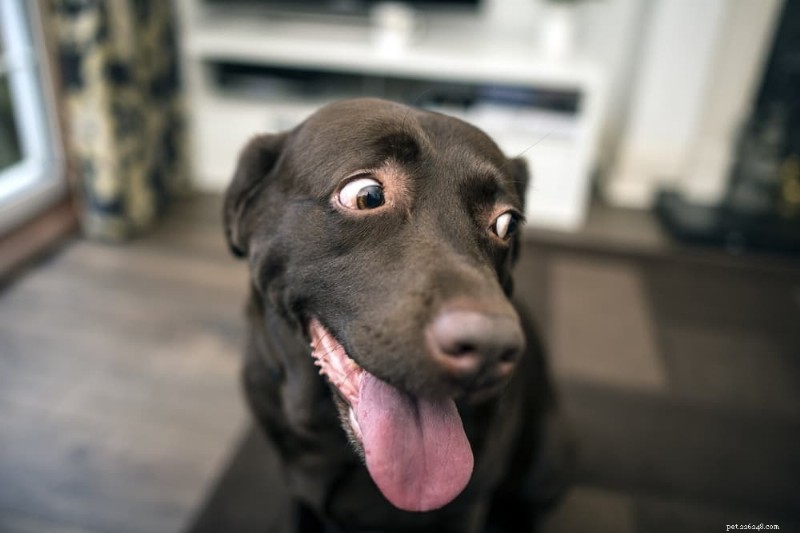 Dog Hyperventilating: Causes, Symptoms & Immediate Care Tips