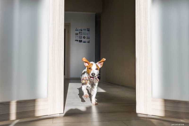 Dog Zoomies Explained: The Science Behind Your Pet’s Sudden Dashes
