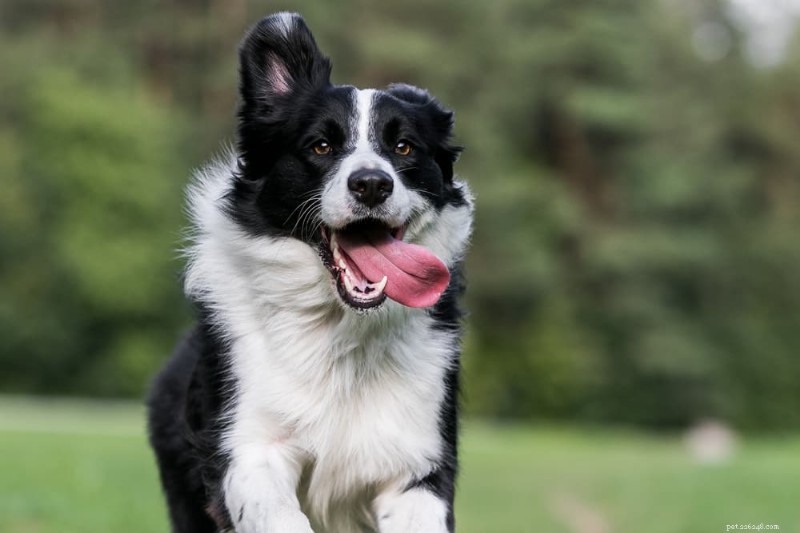 Dog Zoomies Explained: The Science Behind Your Pet’s Sudden Dashes