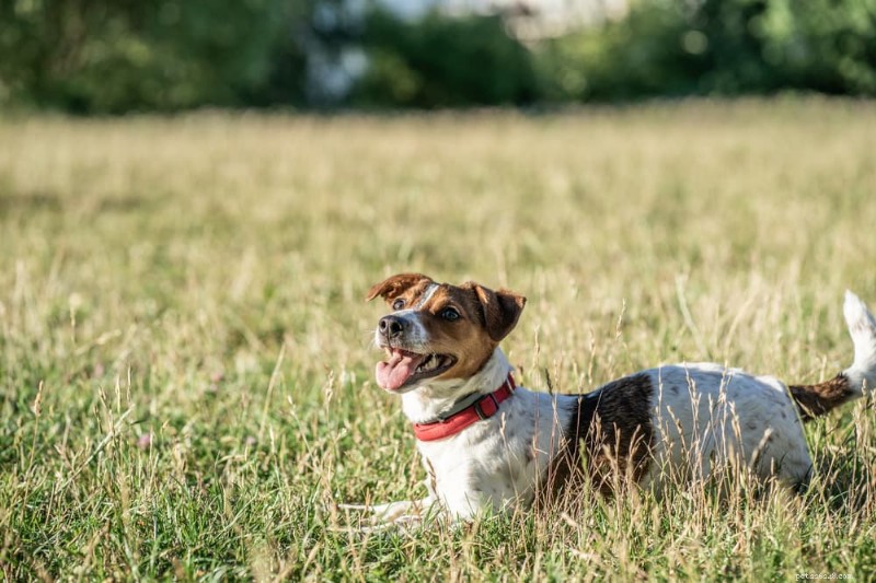 Dog Zoomies Explained: The Science Behind Your Pet’s Sudden Dashes