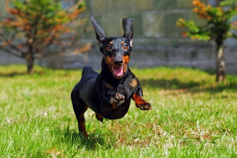 Dog Zoomies Explained: The Science Behind Your Pet’s Sudden Dashes