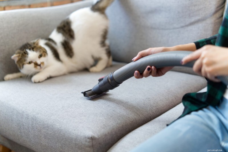 11 Noises That Stress Cats – Why They’re So Annoying