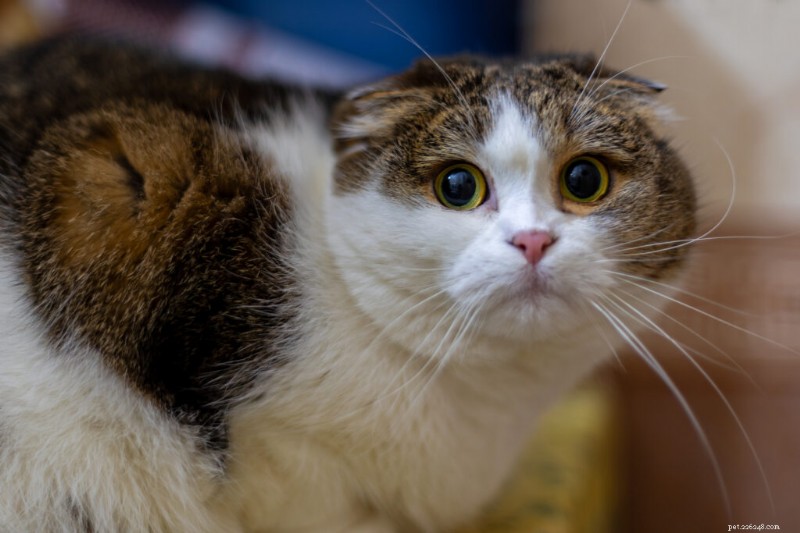 11 Noises That Stress Cats – Why They’re So Annoying
