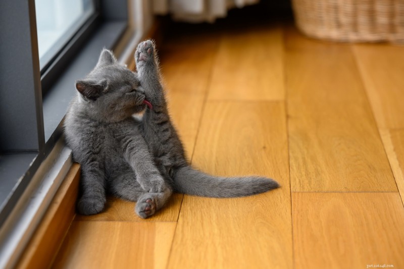Why Isn t My Cat Grooming Properly? Find Out Why