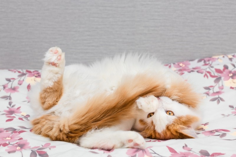 Why Isn t My Cat Grooming Properly? Find Out Why
