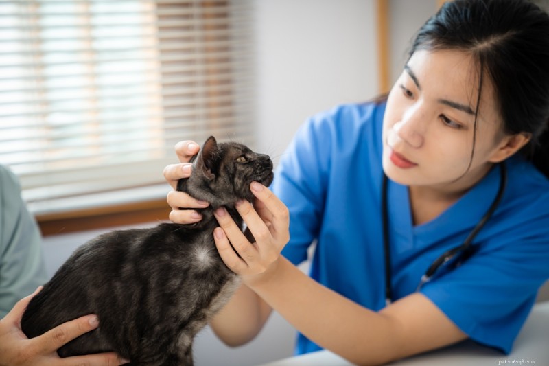 4 Key Insights Every Cat Owner Should Know From Top Veterinarians