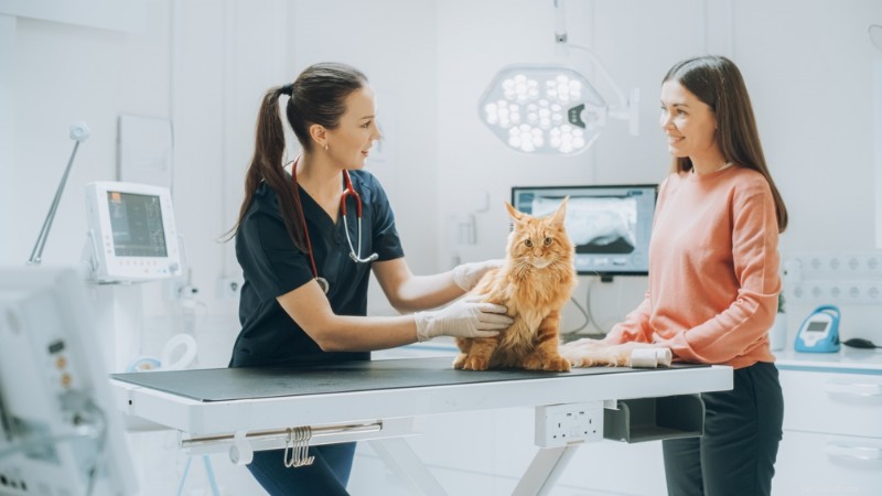 4 Key Insights Every Cat Owner Should Know From Top Veterinarians