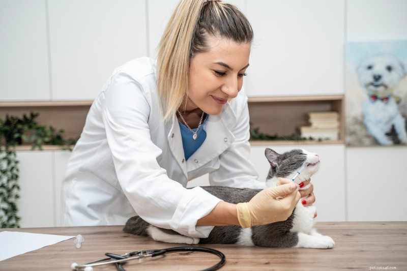 4 Key Insights Every Cat Owner Should Know From Top Veterinarians