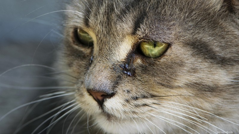 Do Cats Cry? Expert Insights & What to Look For
