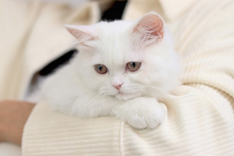 Do Cats Cry? Expert Insights & What to Look For