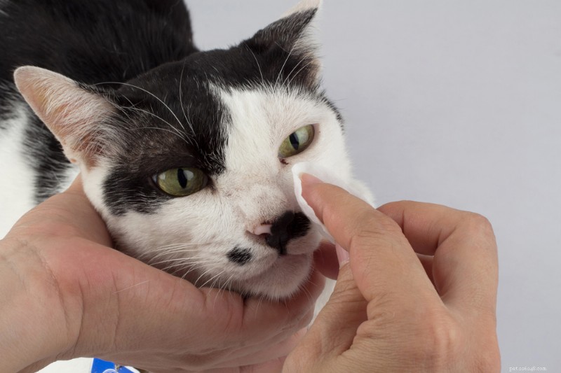 Do Cats Cry? Expert Insights & What to Look For