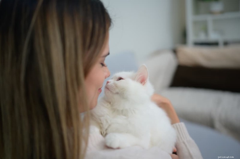 Do Cats Hold Grudges? Understanding Their Memory and Emotions