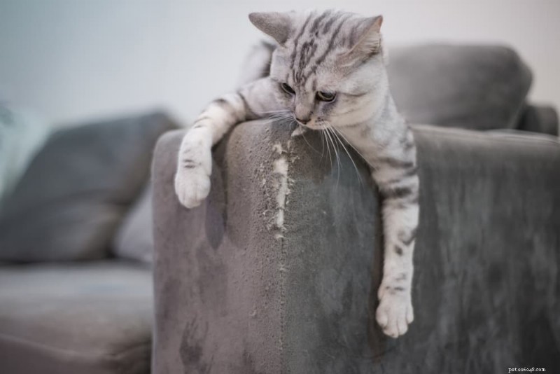 Why Cats Scratch: The Science Behind Their Scratching Behavior