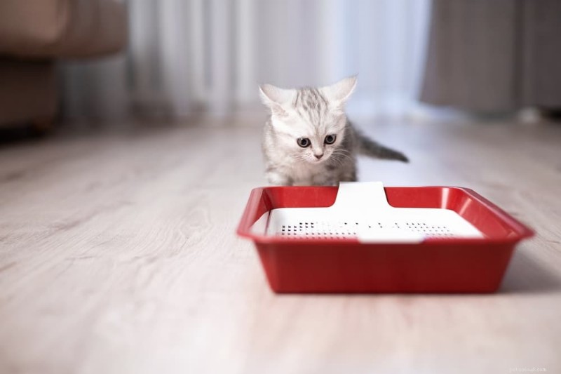 Master Kitten Litter Training: 5 Proven Steps & Expert Tips