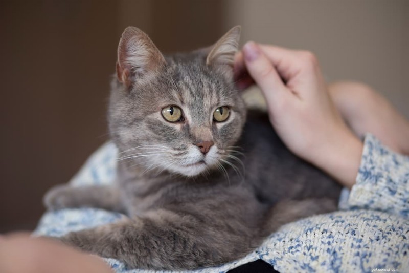 How to Stop Cat Biting During Petting: Expert Tips
