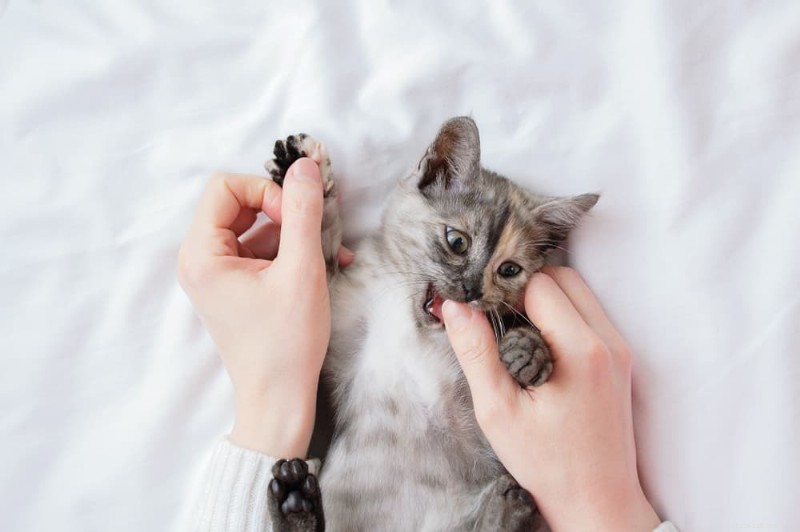 How to Stop Cat Biting During Petting: Expert Tips