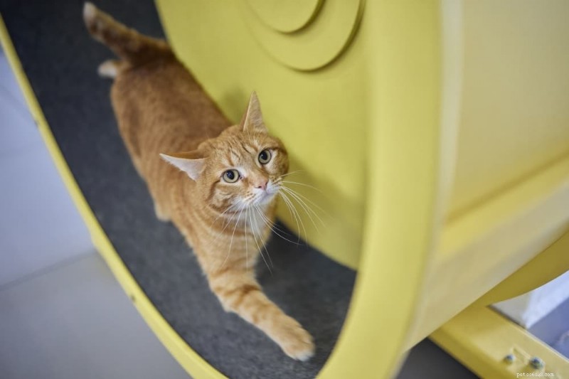 Understanding Cat Zoomies: Causes, Signs, and When to Seek Veterinary Care