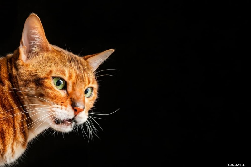 Understanding the Flehmen Response: Why Cats Sneer and What It Reveals